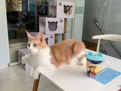 -喵的天空名猫咖啡馆·撸猫·猫舍·用品