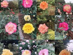 -人民公园(罗湖区)