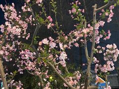 -麦当劳(轻轨曹杨路店)