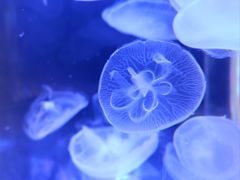 -普吉岛凯悦酒店