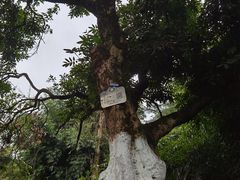 -张坝桂圆林公园