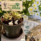 肯爷爷地球日🌍咖啡渣再生计划 将环保进行到底 环保青年做起来