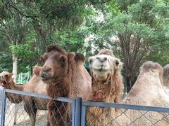 -长白岛森林公园