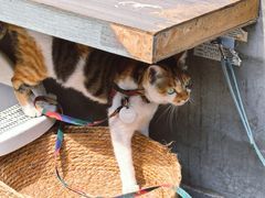 -Again Coffee Roaster(香蜜湖店)