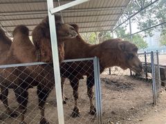 -长白岛森林公园