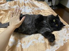 -安安宠医·安宠宠物医院