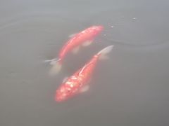 -大湾区中央湿地公园