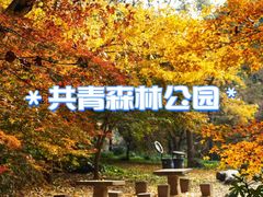 -上海共青森林公园