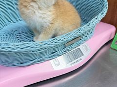 -纳吉亚猫专科动物医院博雅分院