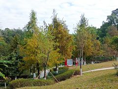 -中山市树木园
