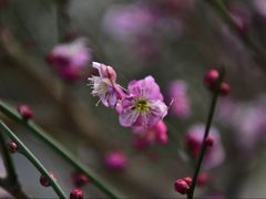 -北京鹫峰国家森林公园