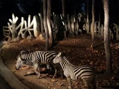 -清迈夜间动物园