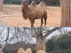 -杭州野生动物世界