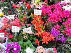 -哈尔滨道外花鸟鱼市场