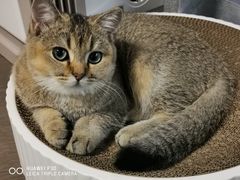 -爱佳宠物中心医院24H·CT·骨外科·猫专科(瑶海万达店)