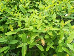 -白塘生态植物园