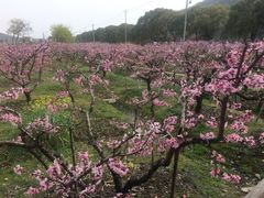-桃花岛景观公园