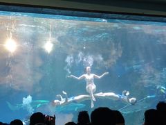 -海合安成都极地海洋公园