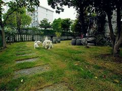 -鑫艺宠物美容培训学校