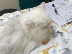 -瑞派康怡24h宠物医院·犬猫医疗中心·微创绝育(瑞景分院)