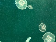 -上海海洋水族馆