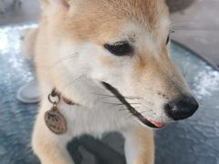 -柴犬高等学院·狗咖·柴犬售卖·宠物训练