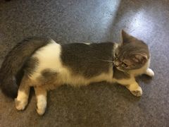 -猫色咖啡·猫咖
