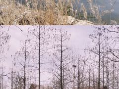 -池杉湖湿地公园