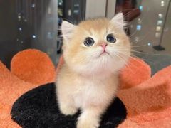 -欣宠猫屋·矮脚拿破仑·蓝金金渐层