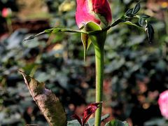 -人民公园(罗湖区)