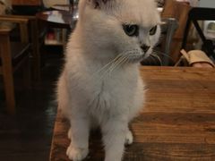 -吉丁鸟咖·异宠·寄养