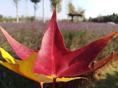 -羊亭河湿地公园