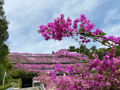 -深圳市中科院仙湖植物园