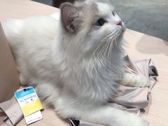 -瞄一喵猫咖(格力海岸店)