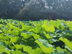 -合肥三国新城遗址公园