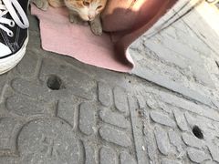 -食戟