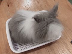 -藦茜花园宠物主题亲子互动体验馆(国顺东路店)