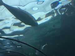 -悉尼海洋生物水族馆