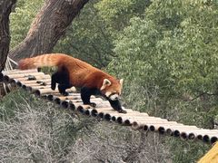 -合肥野生动物园