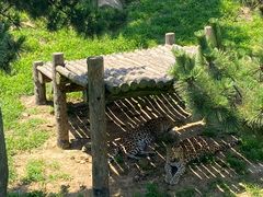-西霞口神雕山野生动物世界