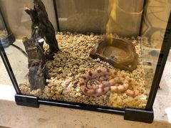 -momokira米努特·德文卷毛猫·棉花面纱犬