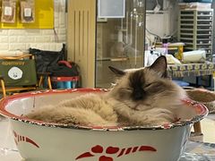 -平行世界·猫咖(首经贸店)