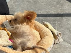 -菲丽丝宠物医院·24小时·猫科中心·免疫点(淮海分院)