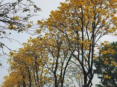 -洲头咀公园