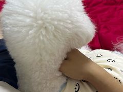 -翊宠yipet猫狗购宠庄园犬舍•猫舍