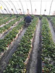 -蓝呗呗蓝莓草莓采摘园(通州区马驹桥店)