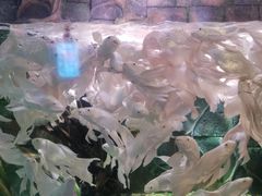 -苏州海洋馆