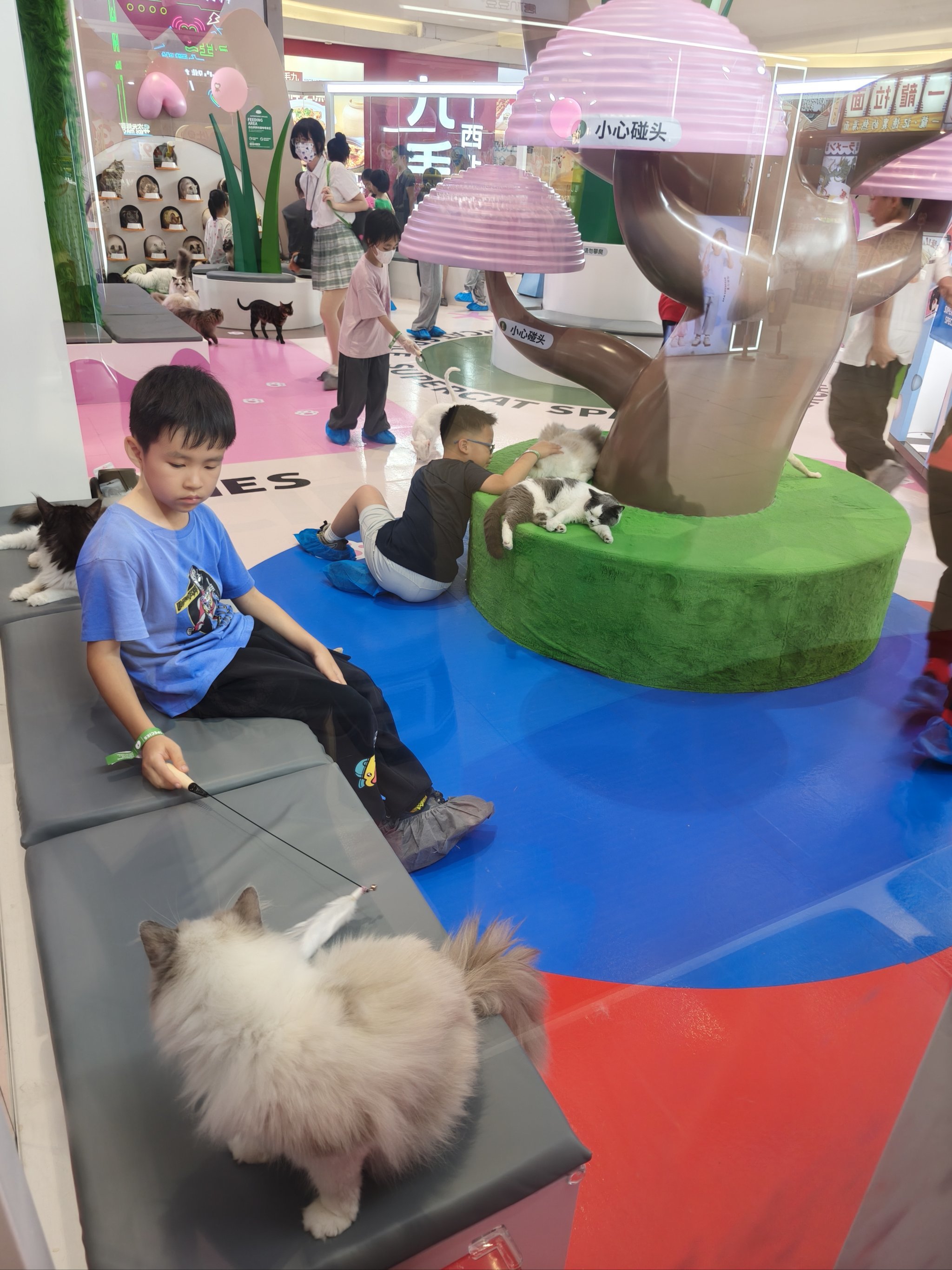 猫咪天地～宠物乐园