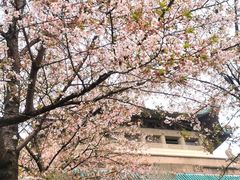 -武汉大学-樱园