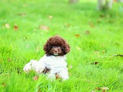 -鑫艺宠物美容培训学校